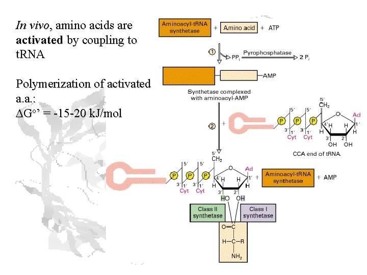 In vivo, amino acids are activated by coupling to t. RNA Polymerization of activated