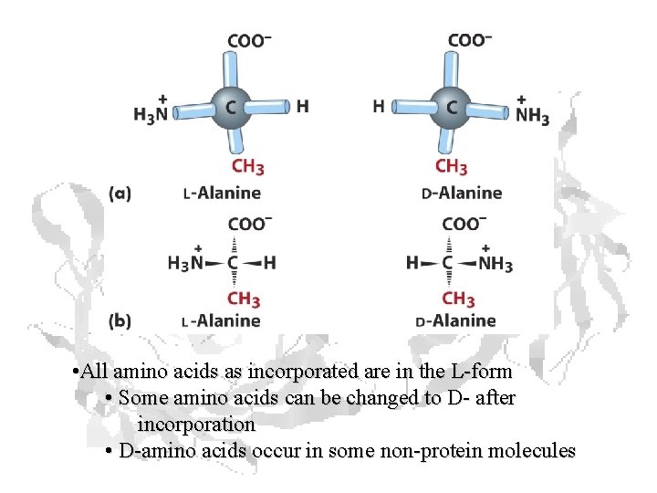 • All amino acids as incorporated are in the L-form • Some amino • All amino acids as incorporated are in the L-form • Some amino