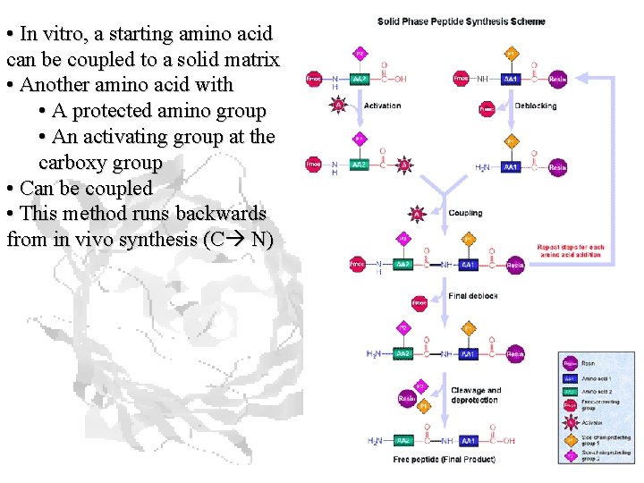 • In vitro, a starting amino acid can be coupled to a solid • In vitro, a starting amino acid can be coupled to a solid