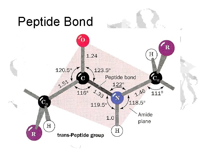 Peptide Bond Peptide Bond