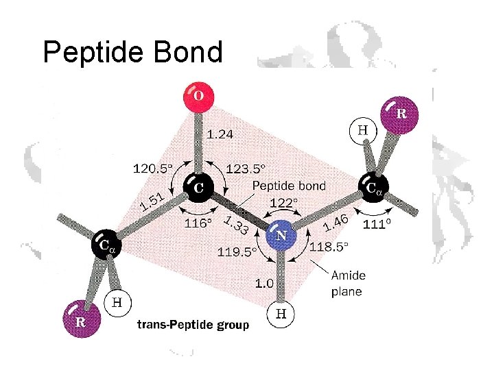 Peptide Bond 