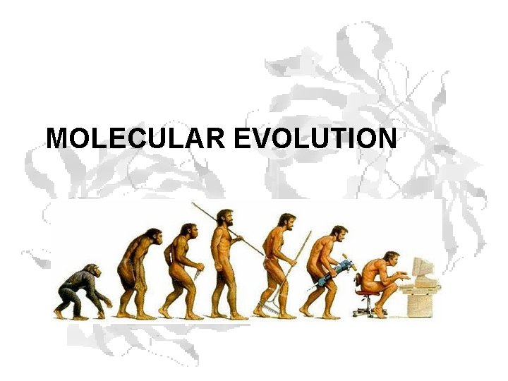 MOLECULAR EVOLUTION MOLECULAR EVOLUTION