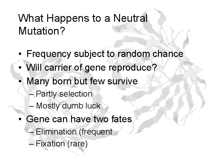 What Happens to a Neutral Mutation? • Frequency subject to random chance • Will