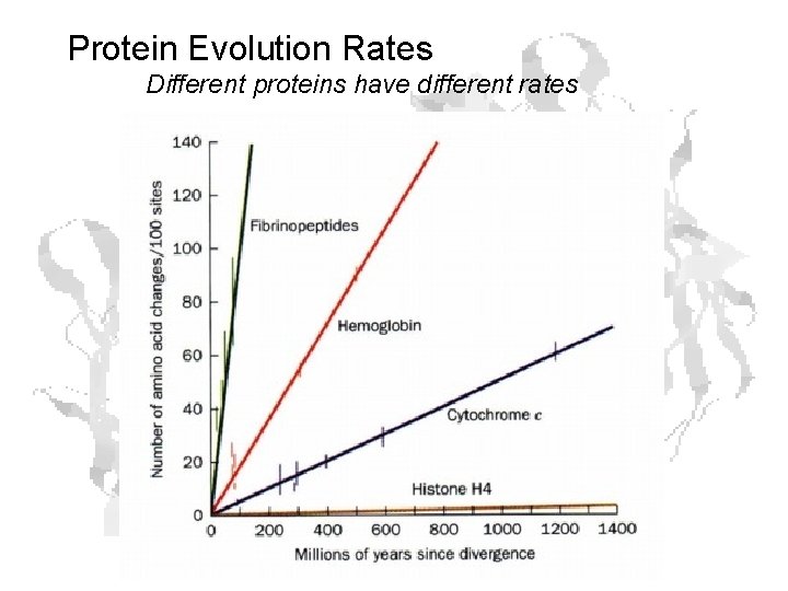 Protein Evolution Rates Different proteins have different rates Protein Evolution Rates Different proteins have different rates