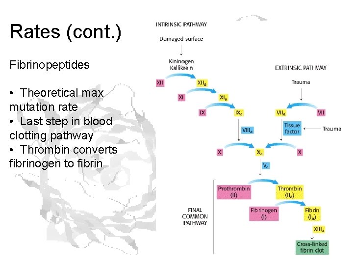 Rates (cont. ) Fibrinopeptides • Theoretical max mutation rate • Last step in blood Rates (cont. ) Fibrinopeptides • Theoretical max mutation rate • Last step in blood