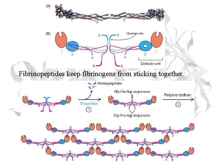 Fibrinopeptides keep fibrinogens from sticking together. Fibrinopeptides keep fibrinogens from sticking together.