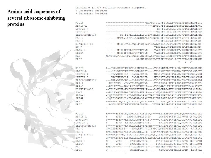 Amino acid sequences of several ribosome-inhibiting proteins Amino acid sequences of several ribosome-inhibiting proteins