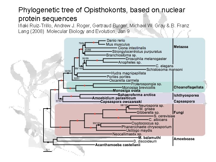 Phylogenetic tree of Opisthokonts, based on nuclear protein sequences Iñaki Ruiz-Trillo, Andrew J. Roger, Phylogenetic tree of Opisthokonts, based on nuclear protein sequences Iñaki Ruiz-Trillo, Andrew J. Roger,