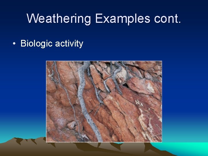 Weathering Examples cont. • Biologic activity Weathering Examples cont. • Biologic activity
