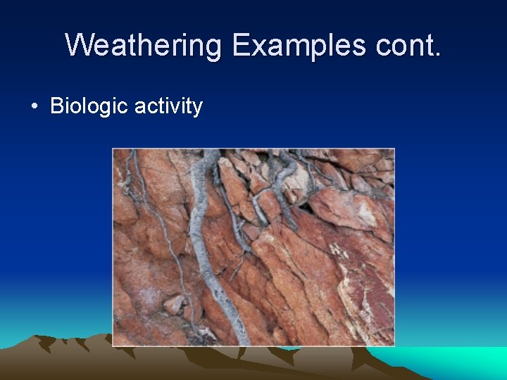 Weathering Examples cont. • Biologic activity 