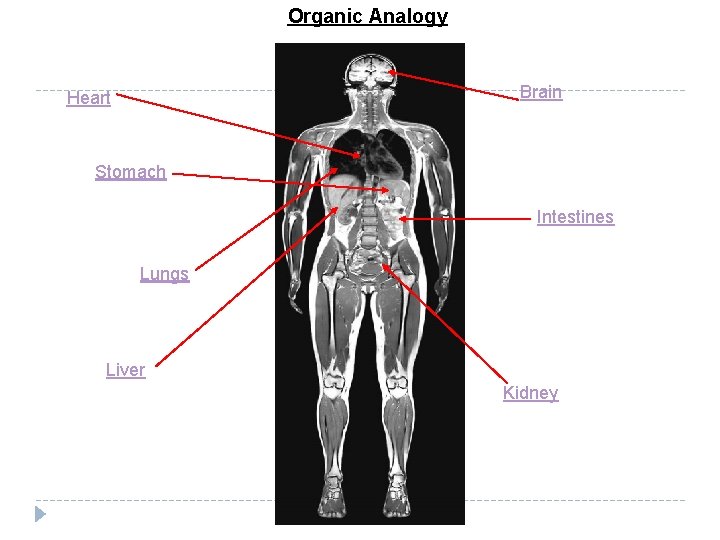 Organic Analogy Brain Heart Stomach Intestines Lungs Liver Kidney Organic Analogy Brain Heart Stomach Intestines Lungs Liver Kidney