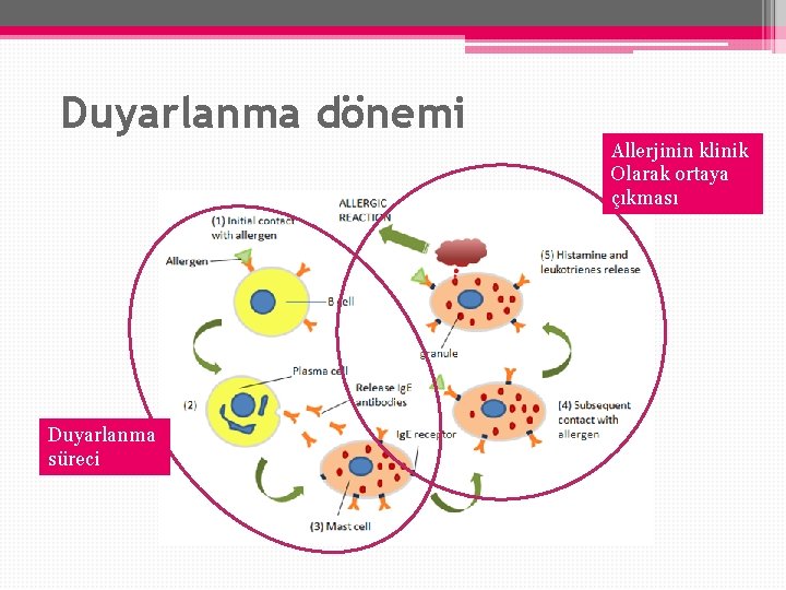 Duyarlanma dönemi Allerjinin klinik Olarak ortaya çıkması Duyarlanma süreci 