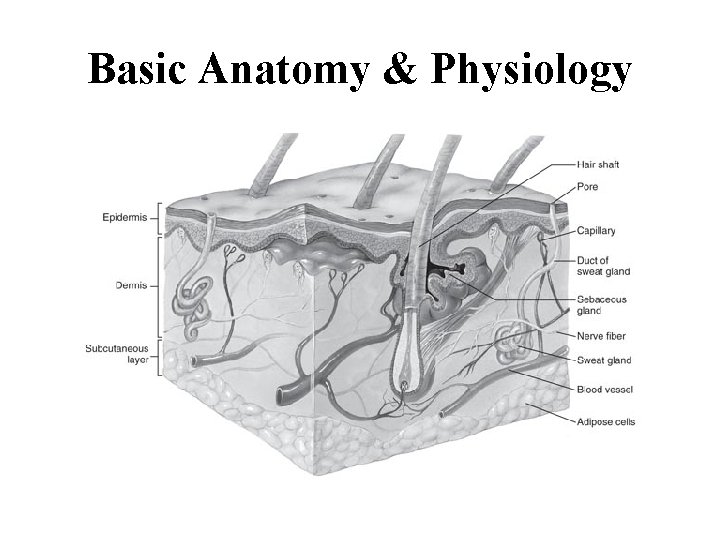 Basic Anatomy & Physiology 