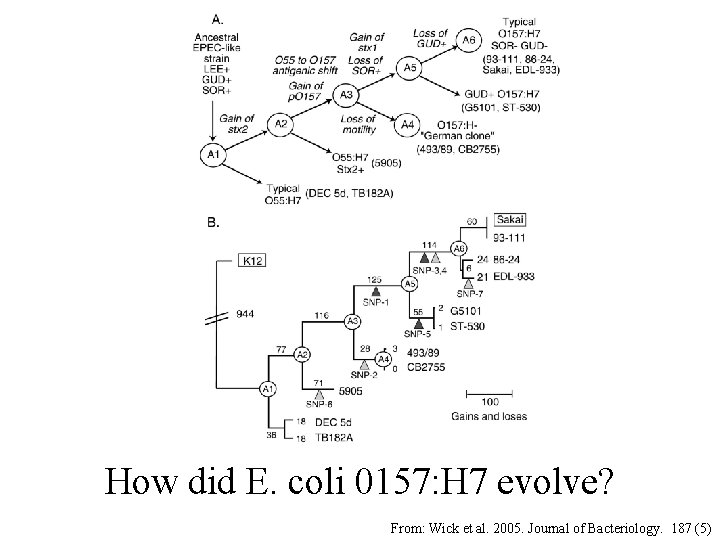 How did E. coli 0157: H 7 evolve? From: Wick et al. 2005. Journal