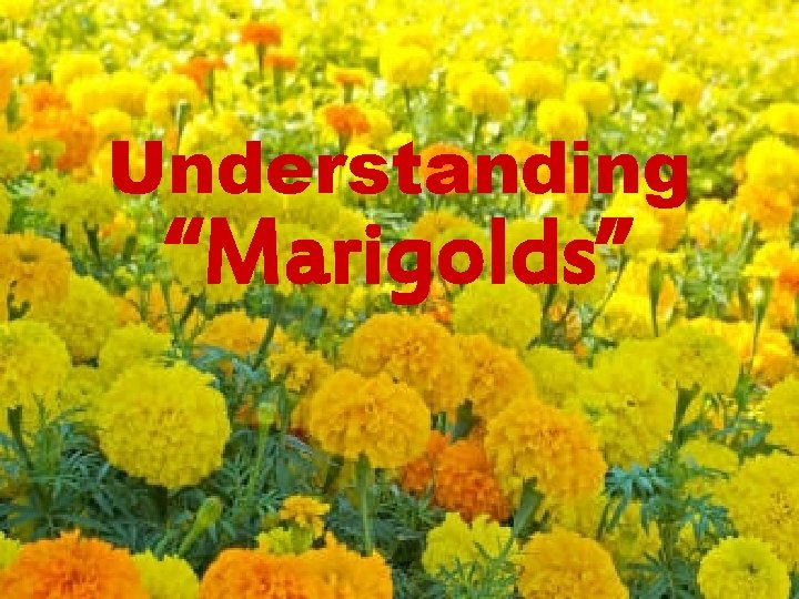 Understanding “Marigolds” 