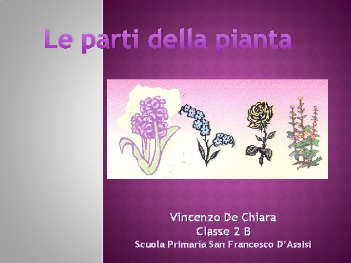 Le parti della pianta Vincenzo De Chiara Classe 2 B Scuola Primaria San Francesco