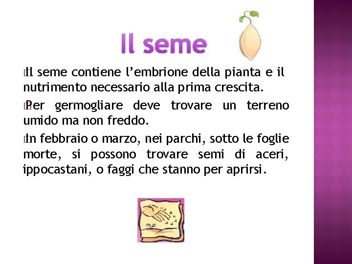 Il seme � Il seme contiene l’embrione della pianta e il nutrimento necessario alla
