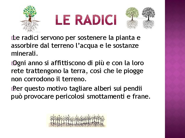 � Le radici servono per sostenere la pianta e assorbire dal terreno l’acqua e