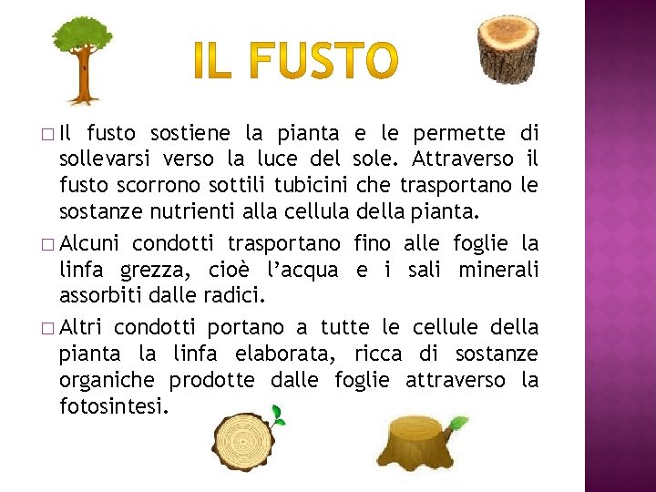 � Il fusto sostiene la pianta e le permette di sollevarsi verso la luce