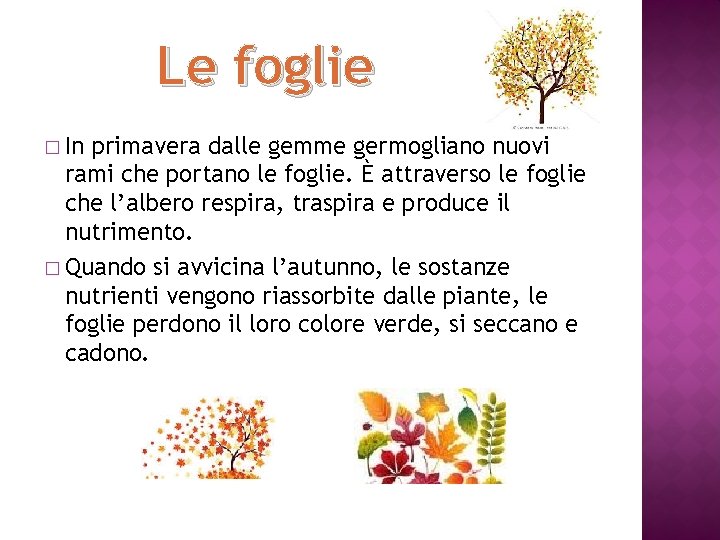 Le foglie � In primavera dalle gemme germogliano nuovi rami che portano le foglie.