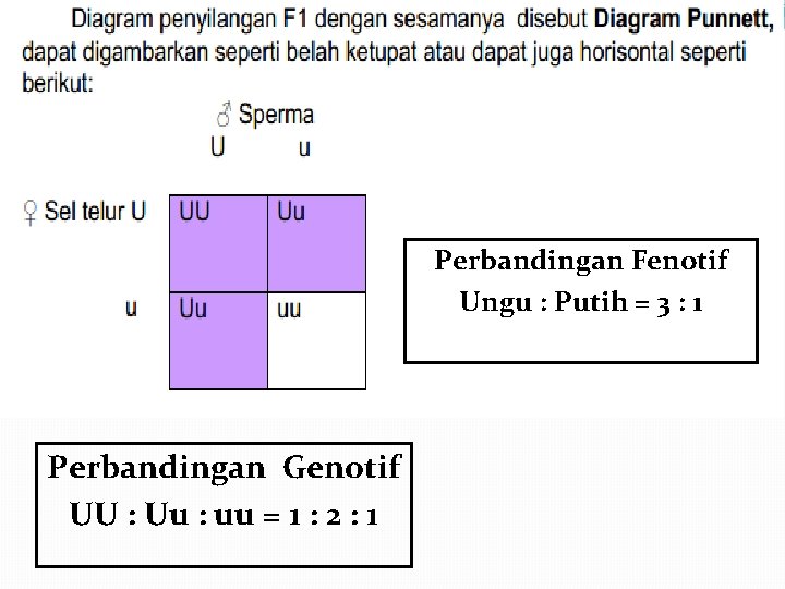 Perbandingan Fenotif Ungu : Putih = 3 : 1 Perbandingan Genotif UU : Uu