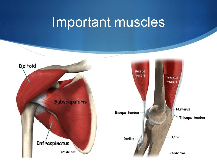 Important muscles 