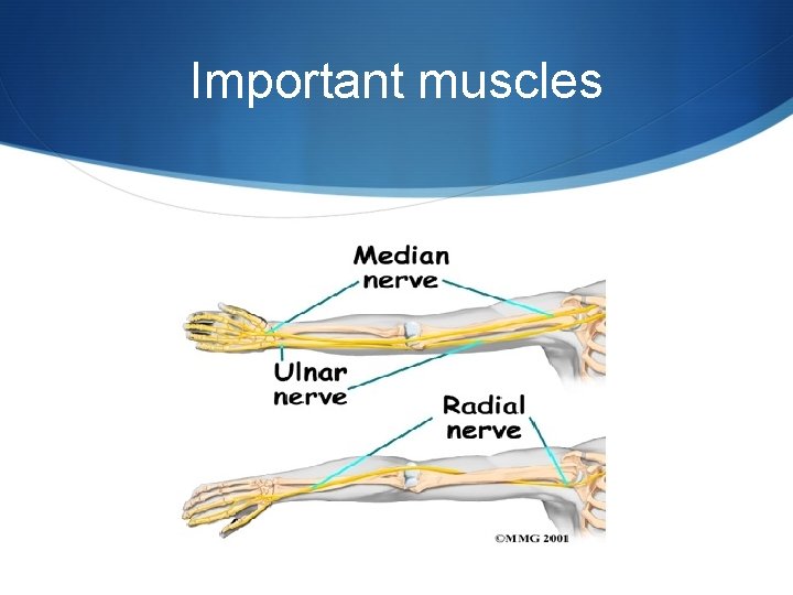 Important muscles 