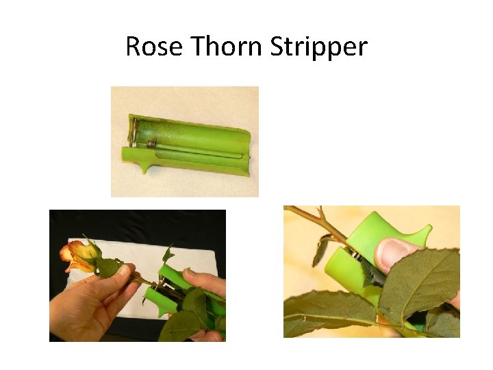 Rose Thorn Stripper 