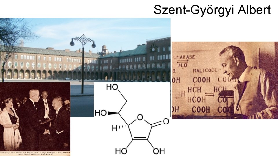 Szent-Györgyi Albert 