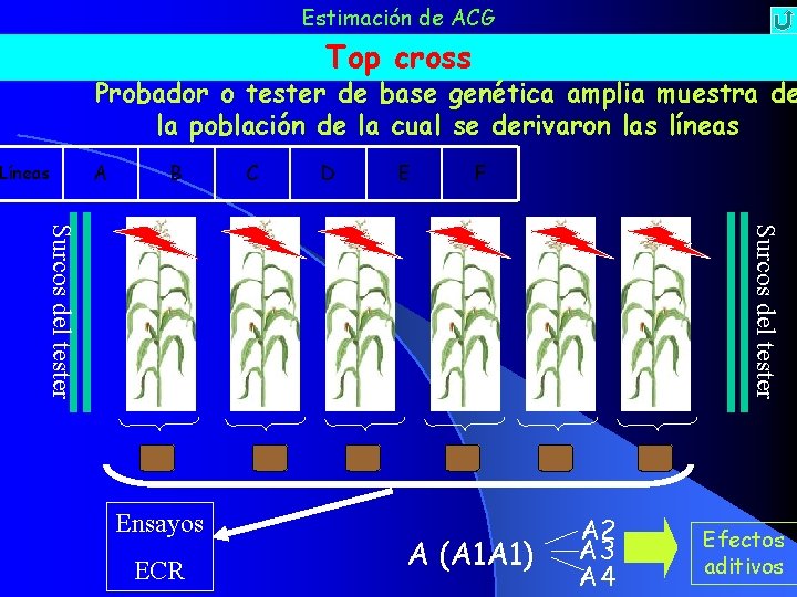 Estimación de ACG Top cross Probador o tester de base genética amplia muestra de