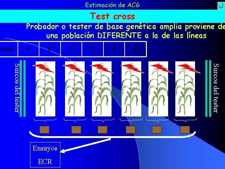 Estimación de ACG Test cross Probador o tester de base genética amplia proviene de