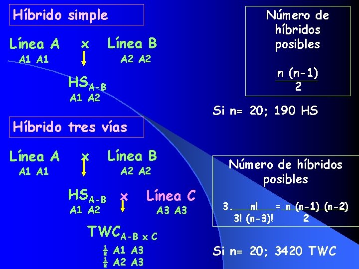 Híbrido simple Línea A A 1 x Número de híbridos posibles Línea B A