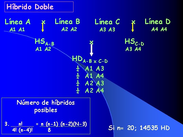 Híbrido Doble Línea A A 1 x Línea B Línea C A 2 A