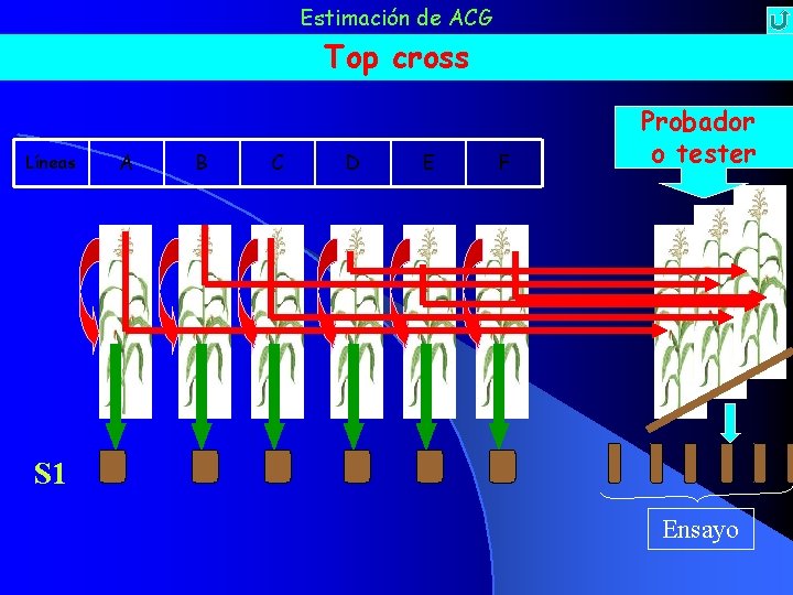 Estimación de ACG Top cross Líneas A B C D E F Probador o