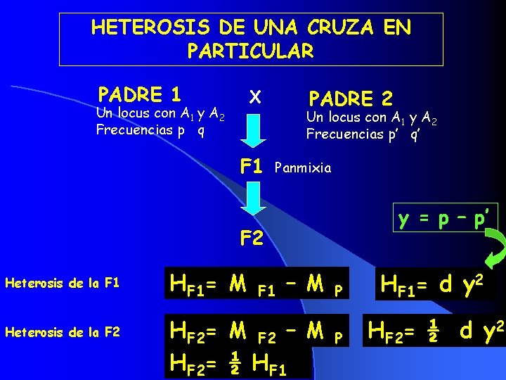 HETEROSIS DE UNA CRUZA EN PARTICULAR PADRE 1 PADRE 2 X Un locus con