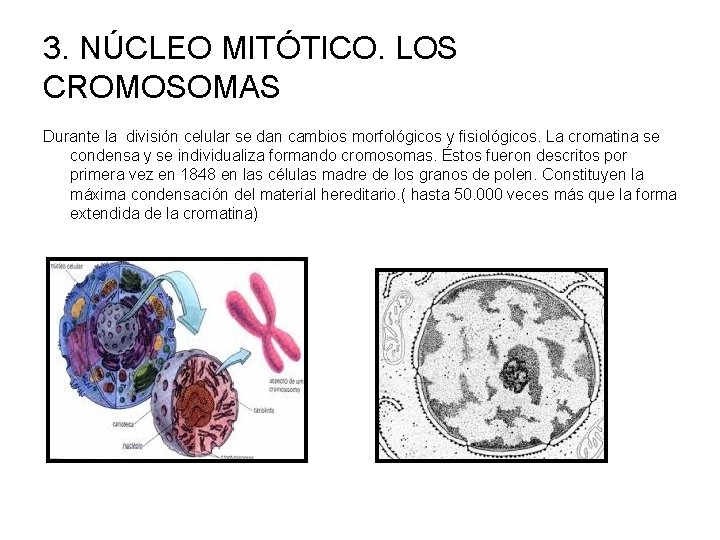 3. NÚCLEO MITÓTICO. LOS CROMOSOMAS Durante la división celular se dan cambios morfológicos y
