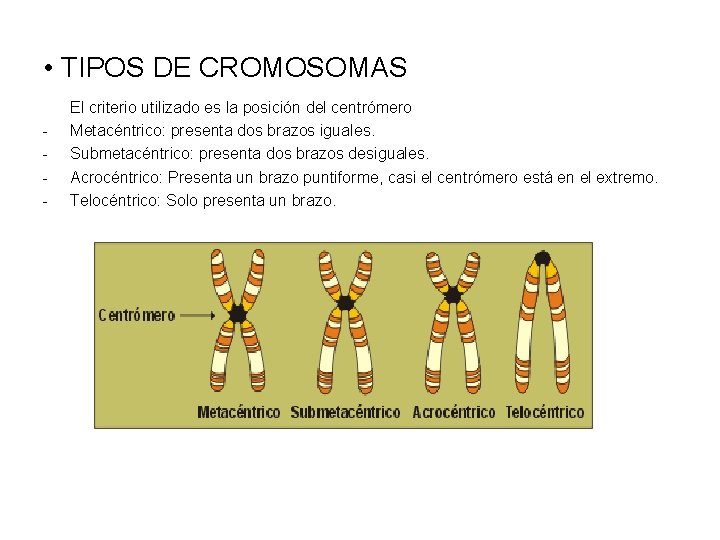  • TIPOS DE CROMOSOMAS - El criterio utilizado es la posición del centrómero