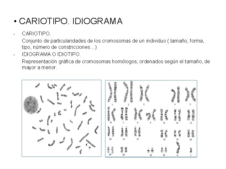  • CARIOTIPO. IDIOGRAMA - - CARIOTIPO. Conjunto de particularidades de los cromosomas de