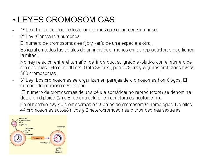  • LEYES CROMOSÓMICAS - - 1ª Ley: Individualidad de los cromosomas que aparecen