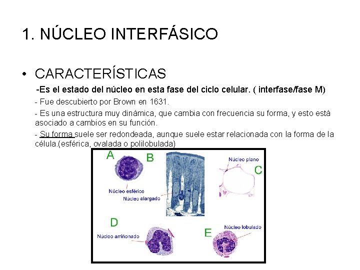 1. NÚCLEO INTERFÁSICO • CARACTERÍSTICAS -Es el estado del núcleo en esta fase del