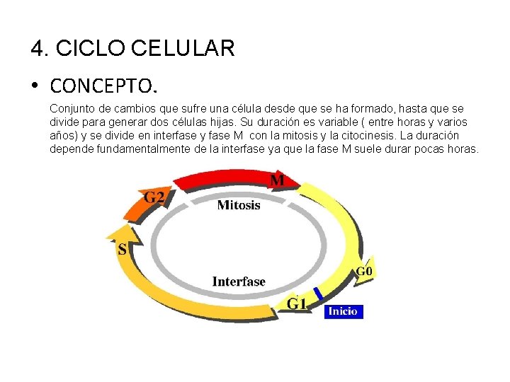 4. CICLO CELULAR • CONCEPTO. Conjunto de cambios que sufre una célula desde que