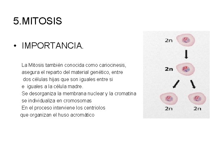 5. MITOSIS • IMPORTANCIA. La Mitosis también conocida como cariocinesis, asegura el reparto del