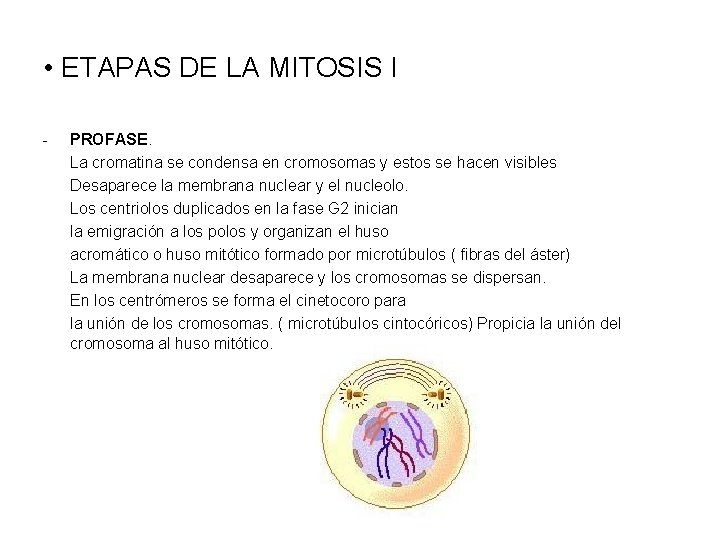  • ETAPAS DE LA MITOSIS I - PROFASE. La cromatina se condensa en