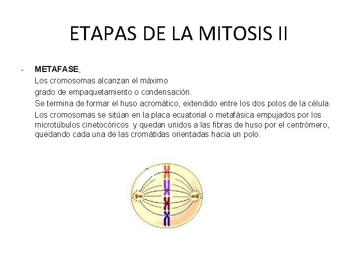 ETAPAS DE LA MITOSIS II - METAFASE, Los cromosomas alcanzan el máximo grado de