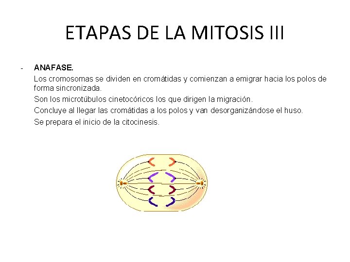 ETAPAS DE LA MITOSIS III - ANAFASE. Los cromosomas se dividen en cromátidas y
