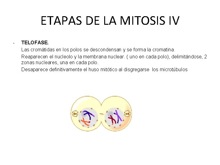 ETAPAS DE LA MITOSIS IV - TELOFASE. Las cromátidas en los polos se descondensan