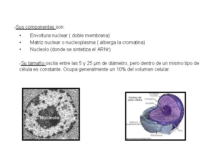 -Sus componentes son: • • • Envoltura nuclear ( doble membrana) Matriz nuclear o
