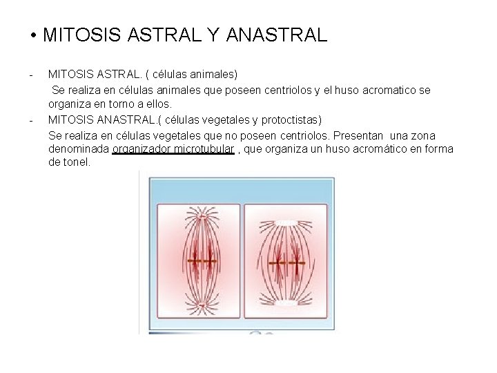  • MITOSIS ASTRAL Y ANASTRAL - - MITOSIS ASTRAL. ( células animales) Se