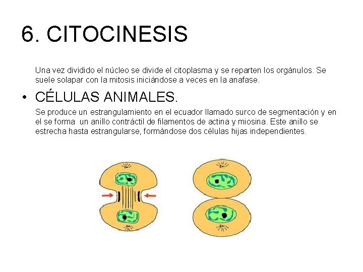 6. CITOCINESIS Una vez dividido el núcleo se divide el citoplasma y se reparten