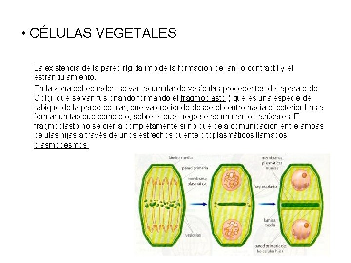  • CÉLULAS VEGETALES La existencia de la pared rígida impide la formación del
